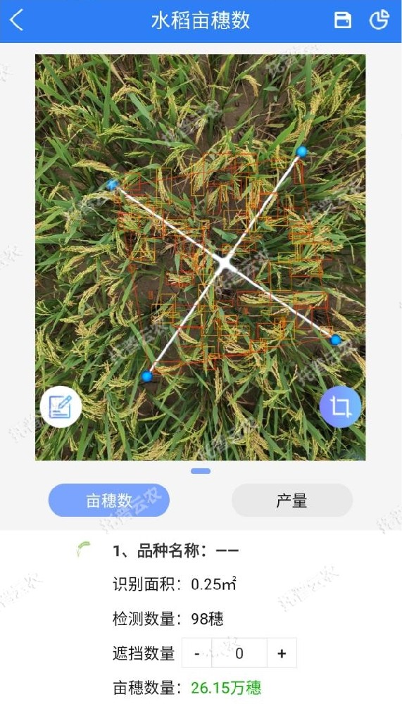 水稻測產(chǎn)，要用精準(zhǔn)高效又便捷的畝穗數(shù)測量系統(tǒng)